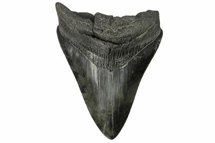 Bargain, Fossil Megalodon Tooth - Serrated Blade #169325
